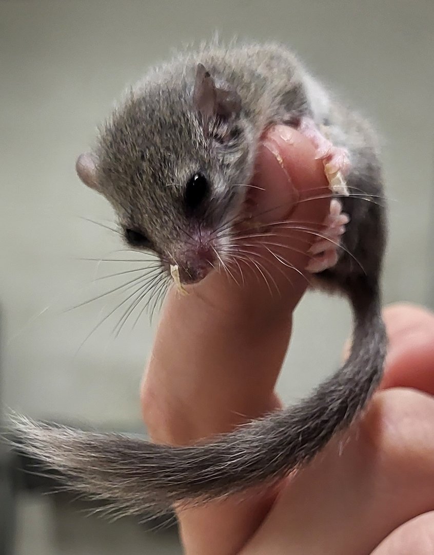 African pygmy dormouse - juvenile