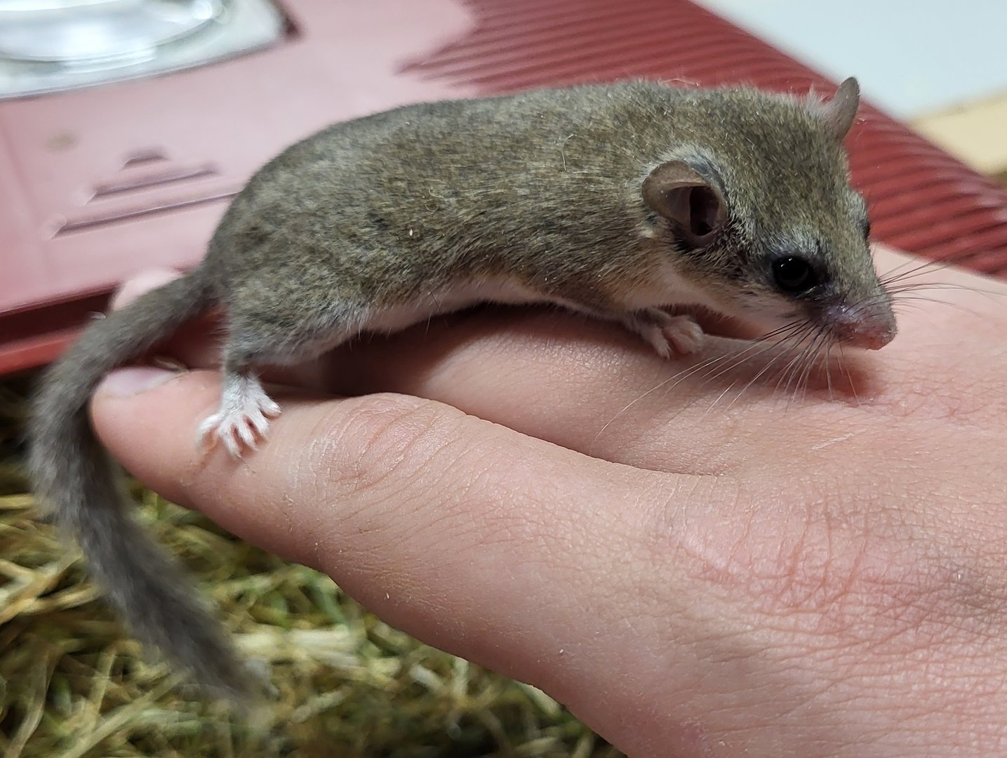 African pygmy dormouse - juvenile