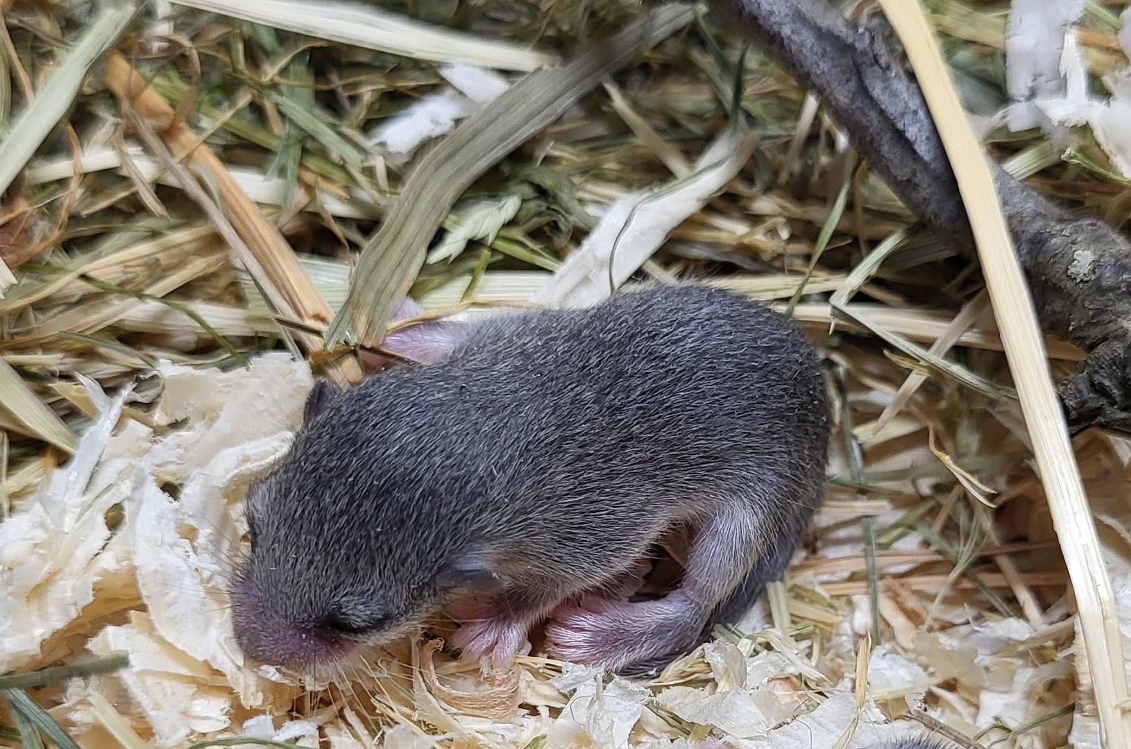 African pygmy dormouse - nestyoung
