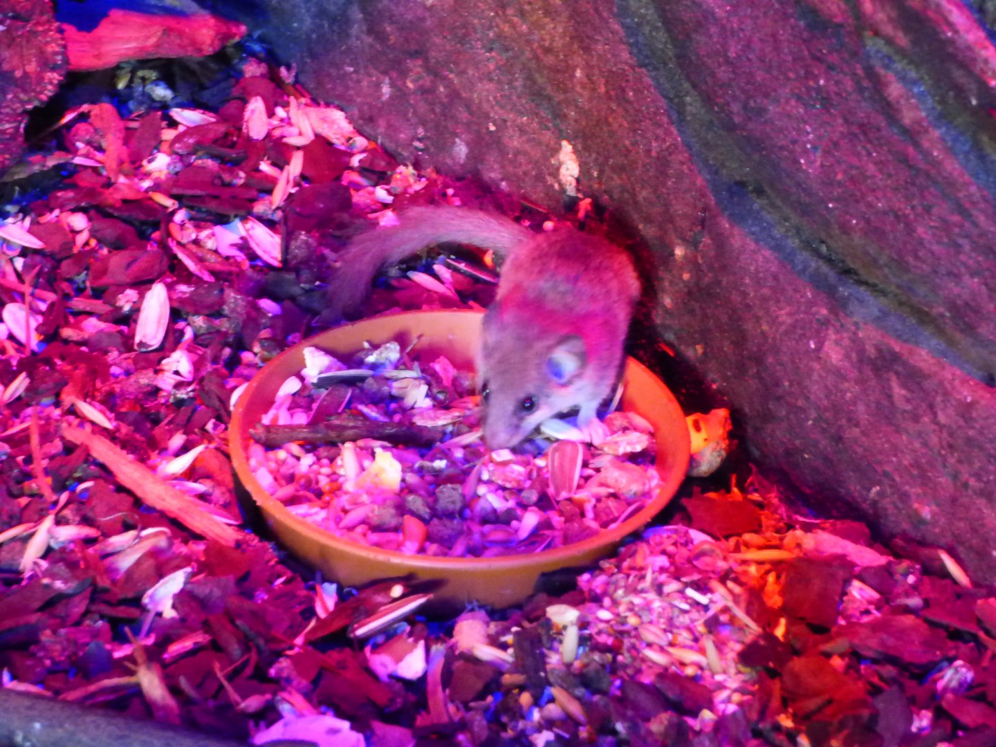 African Pygmy Dormouse