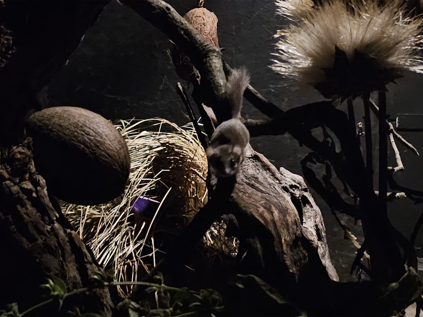 African pygmy dormouse