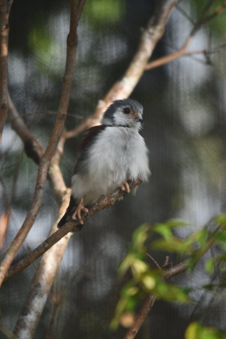 African Pygmy Falcon (2023)