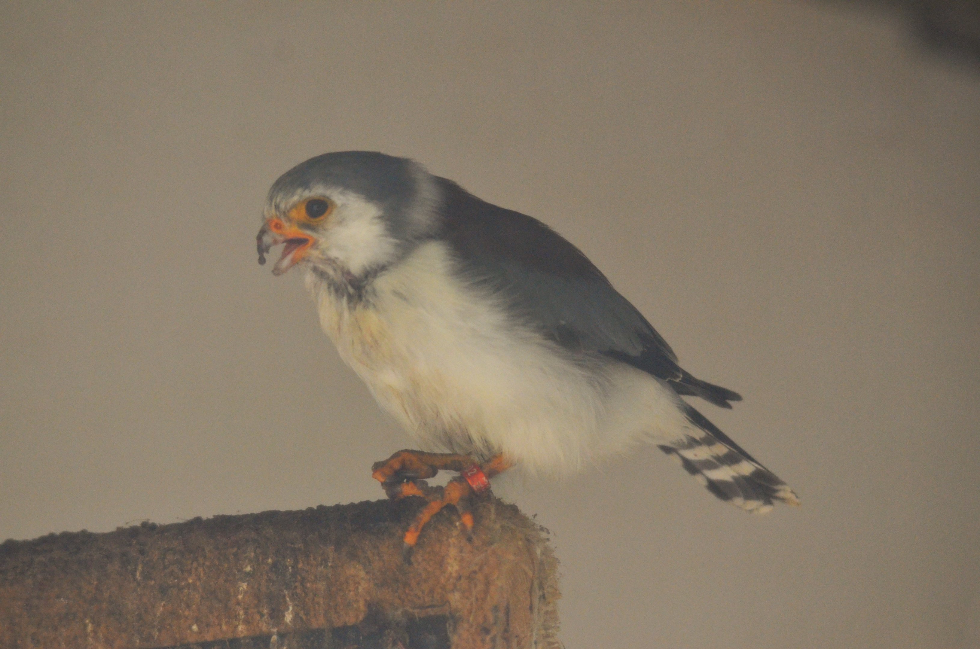 African Pygmy Falcon at ICBP Newent, 07/10/17