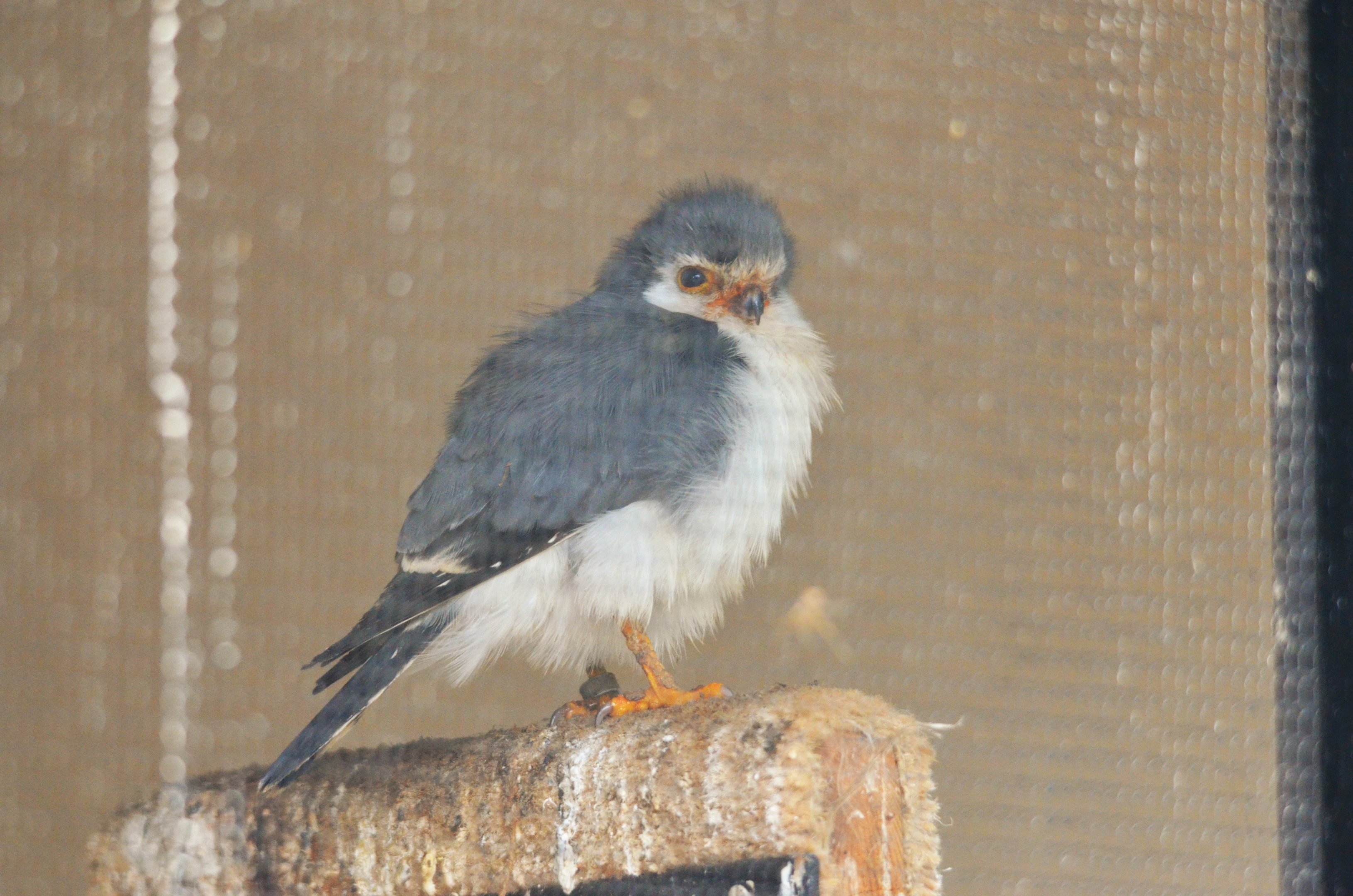 African Pygmy Falcon at ICBP Newent, 07/10/17