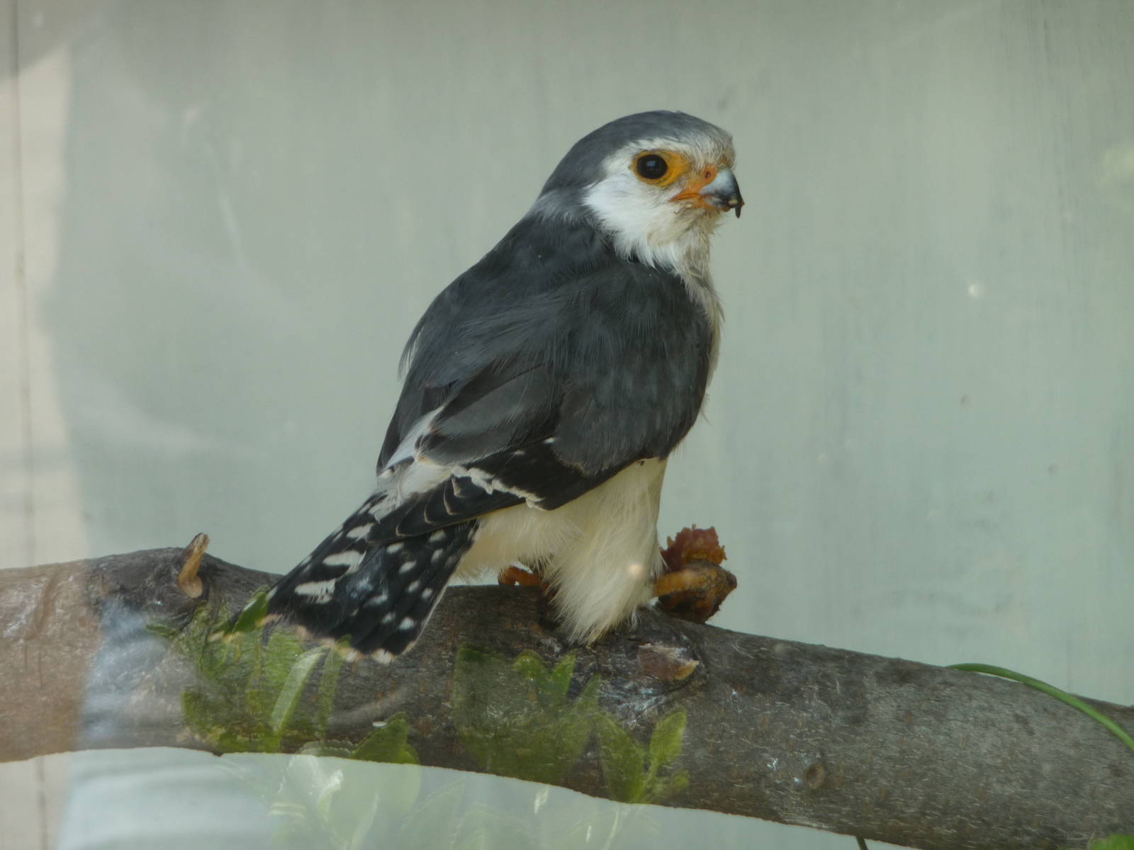 African Pygmy Falcon at the Cotswold Falconry Centre