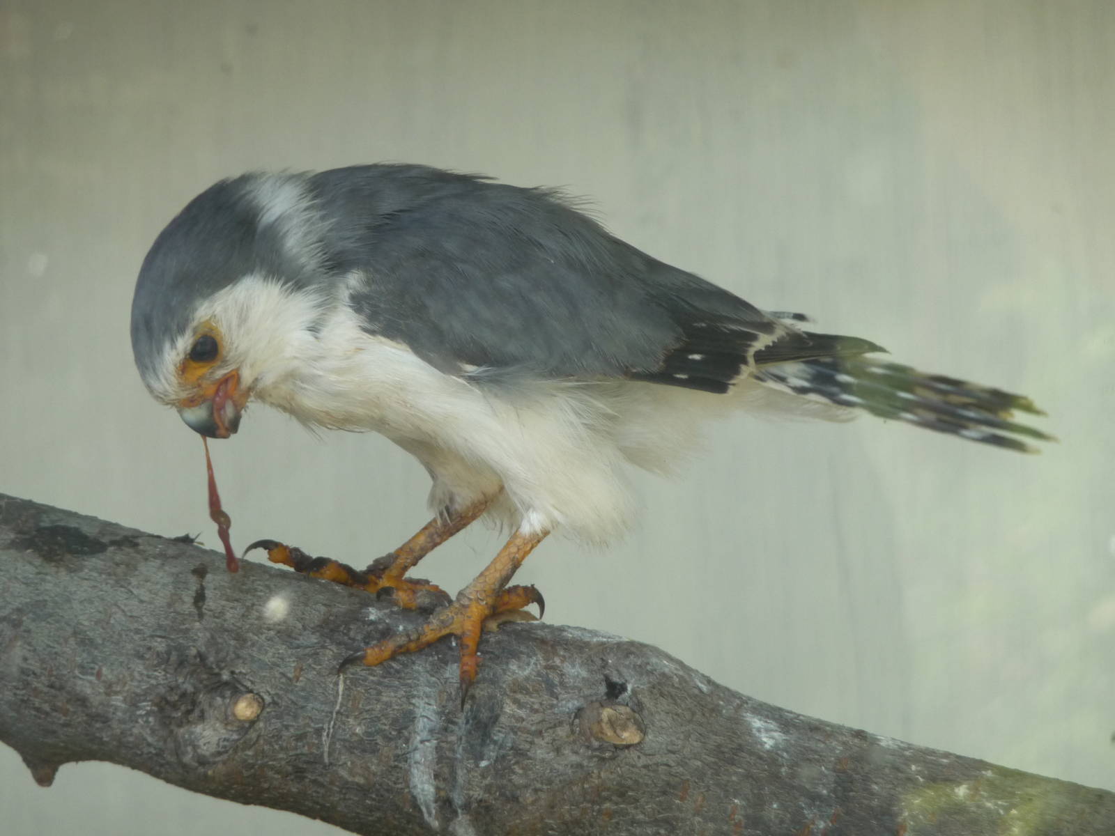 African Pygmy Falcon at the Cotswold Falconry Centre