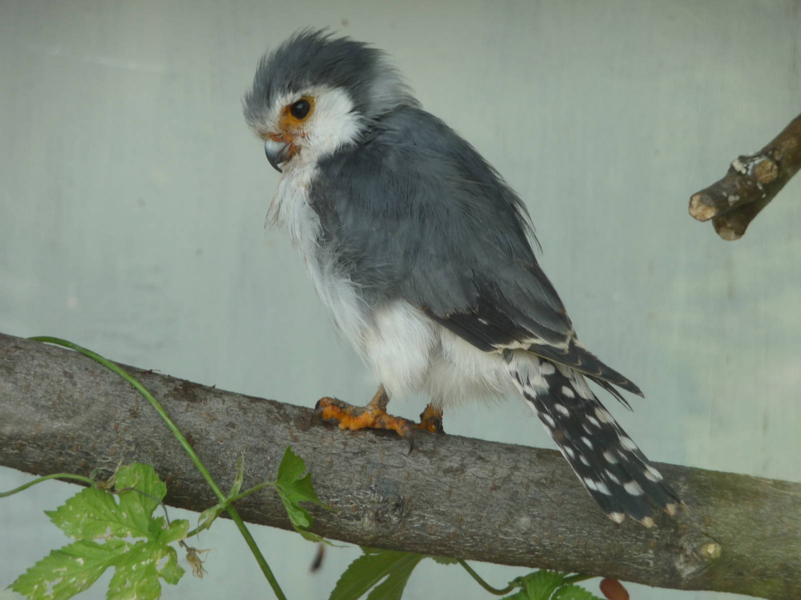 African Pygmy Falcon at the Cotswold Falconry Centre