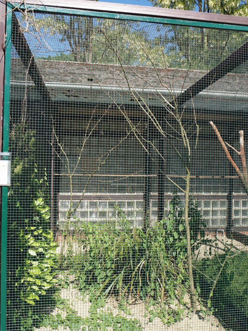 African pygmy falcon aviary,  2024-05-23