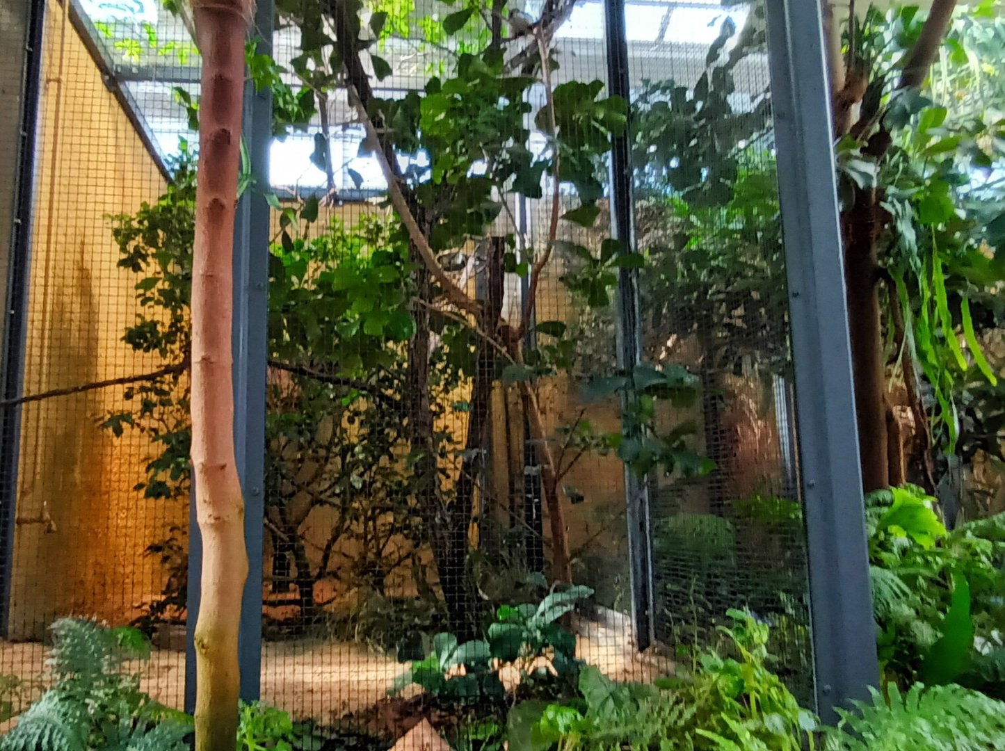 African Pygmy Falcon Aviary
