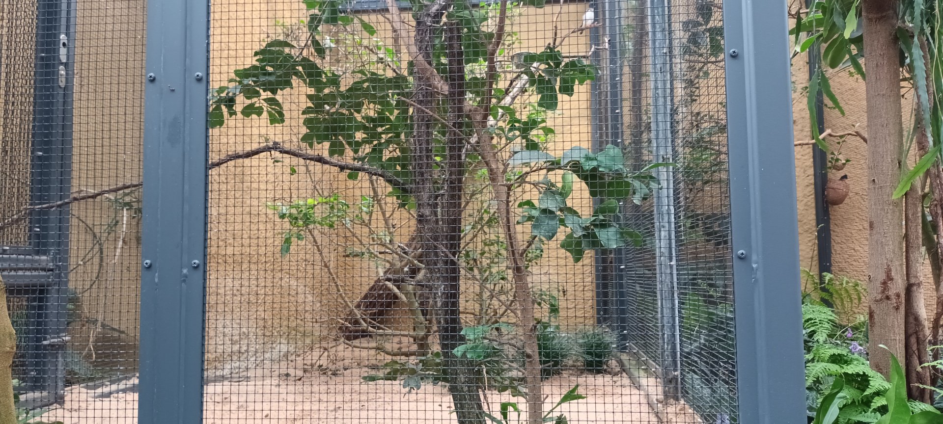 African Pygmy Falcon Aviary