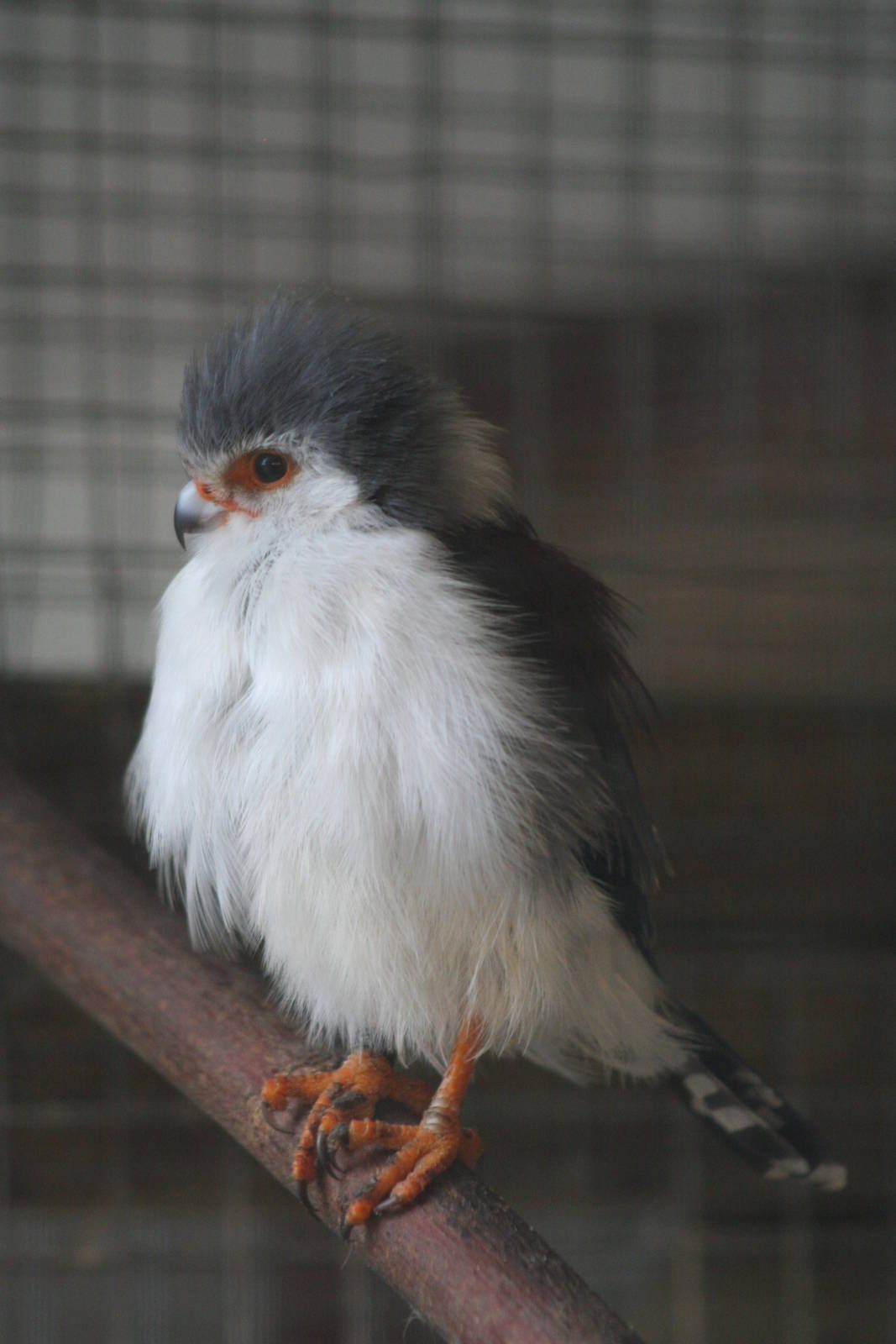 African Pygmy Falcon @ Cotswold Falconry; 24.10.2014
