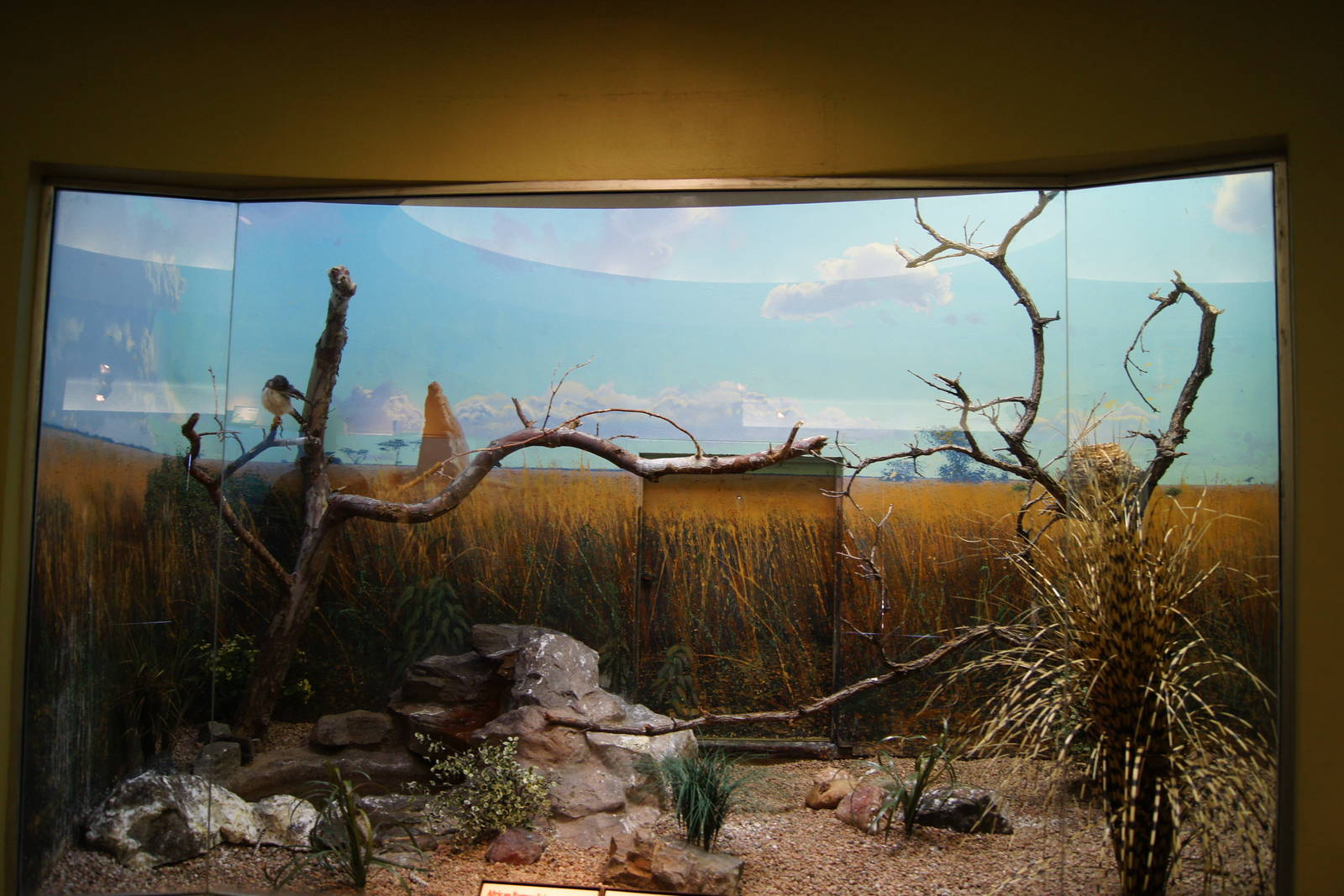 African Pygmy Falcon Exhibit