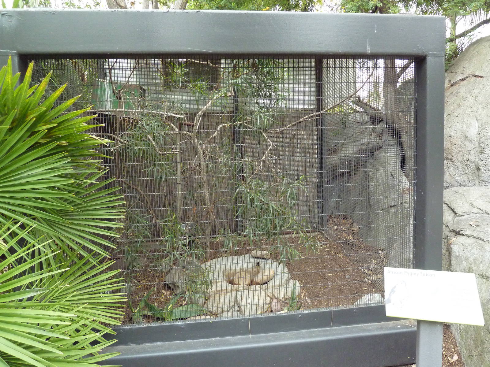 African Pygmy Falcon Exhibit