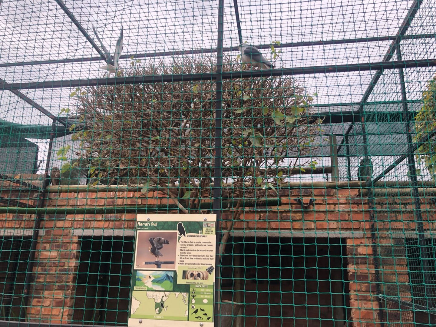African Pygmy Falcon Exhibit