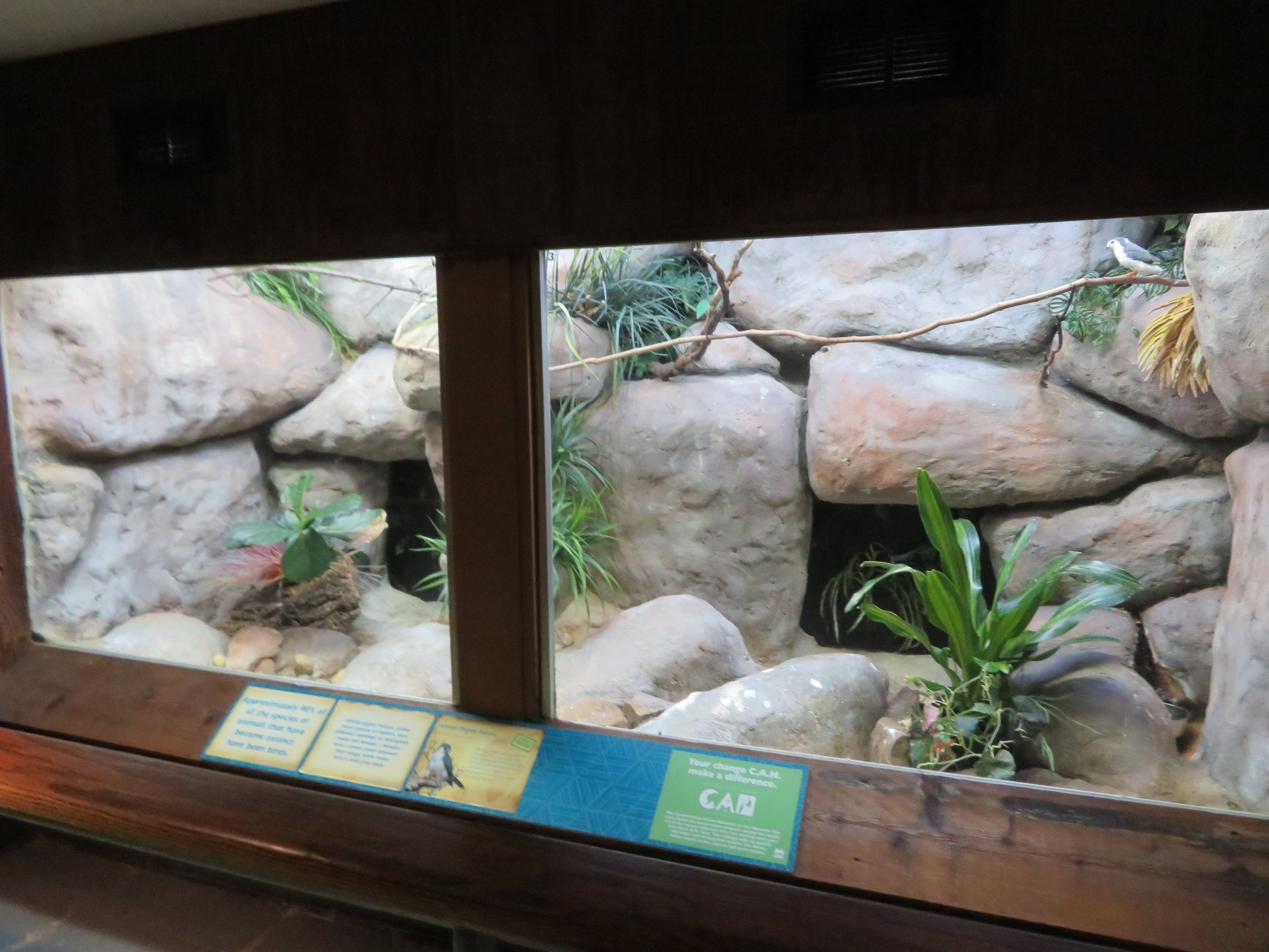 African Pygmy Falcon Exhibit
