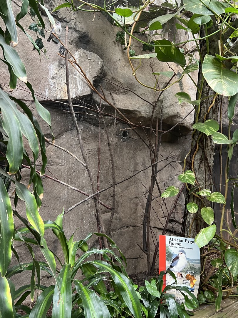 African Pygmy Falcon Exhibit
