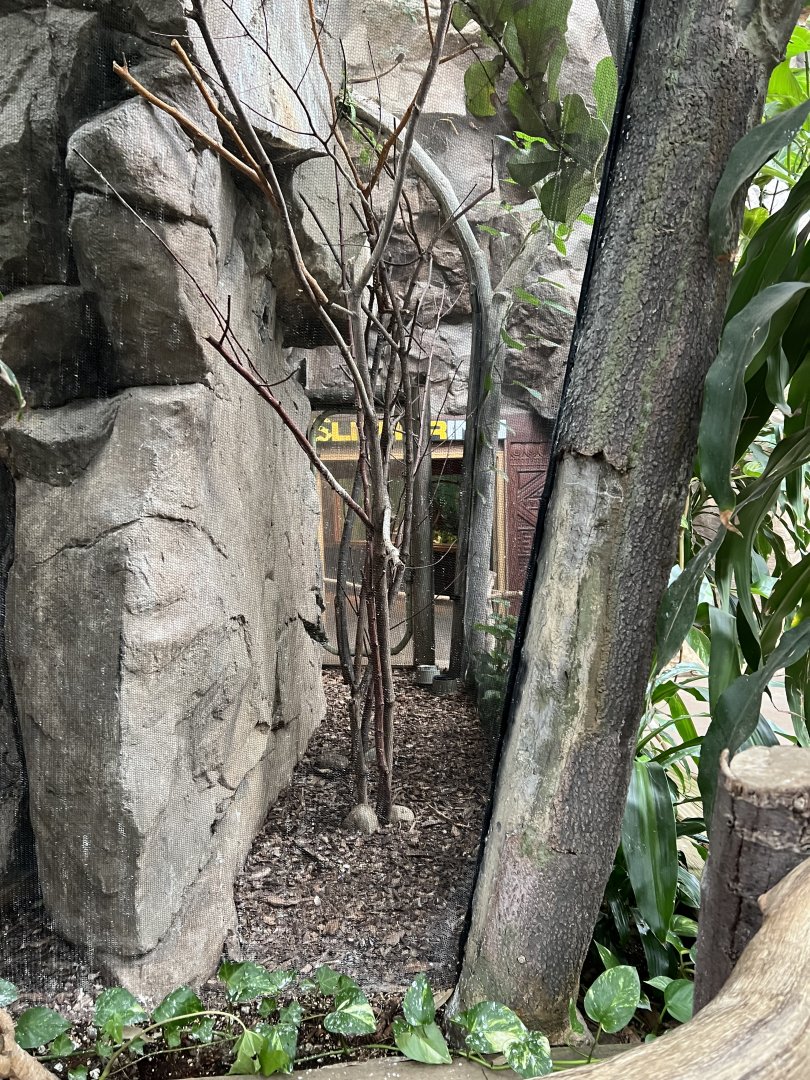 African Pygmy Falcon Exhibit