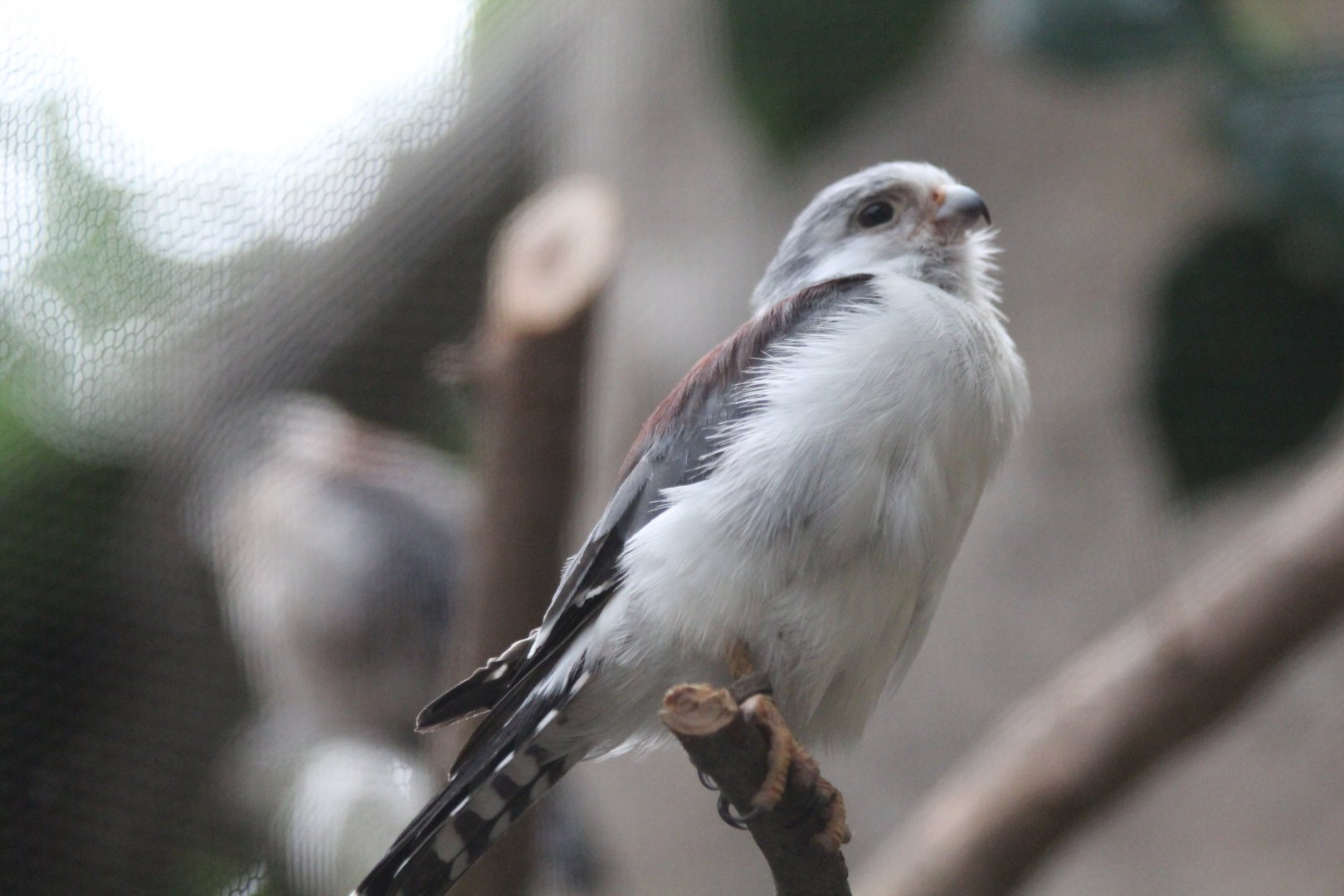African Pygmy Falcon - Oct 2017