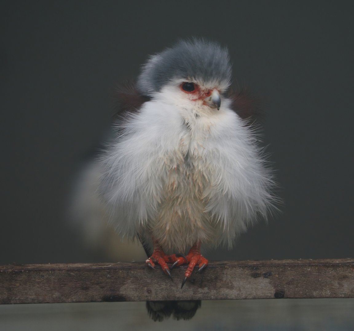 African pygmy falcon (Polihierax semitorquatus), 2024-05-22