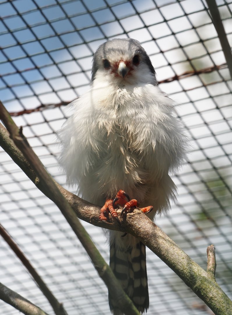 African pygmy falcon (Polihierax semitorquatus), 2024-05-24
