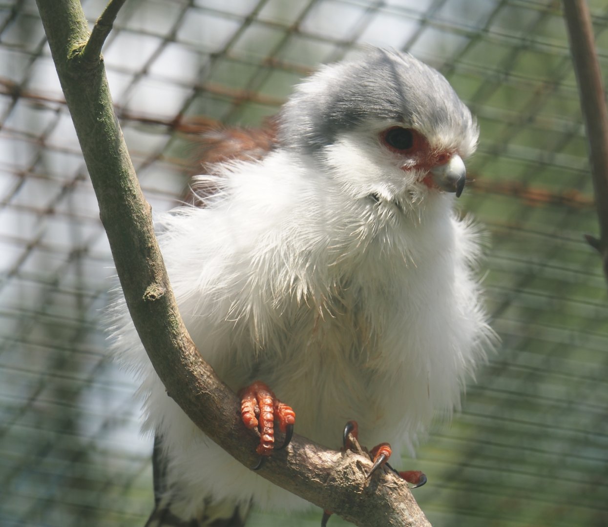 African pygmy falcon (Polihierax semitorquatus), 2024-05-24