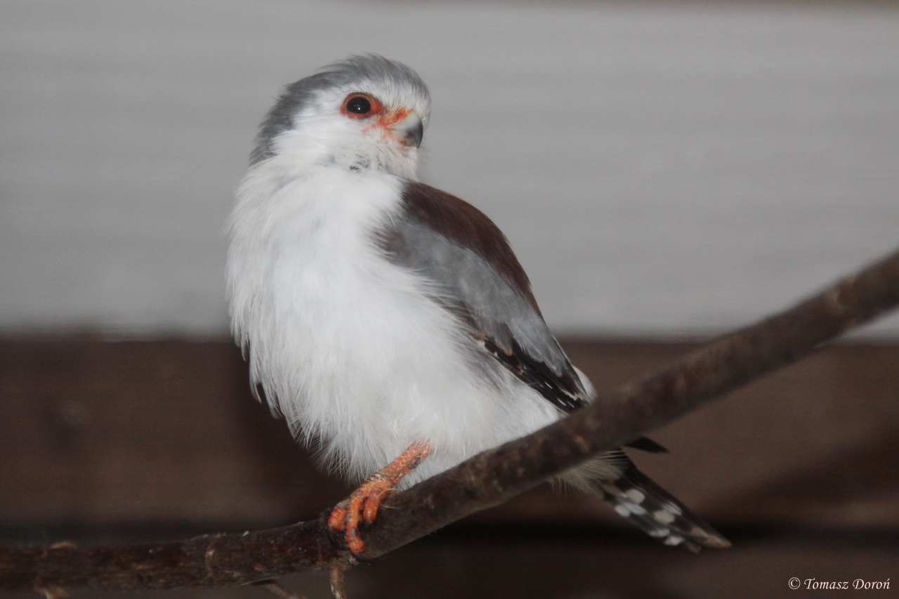 African Pygmy Falcon (Polihierax semitorquatus) female