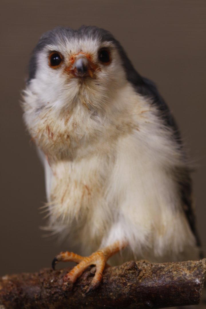 African pygmy-falcon (Polihierax semitorquatus)