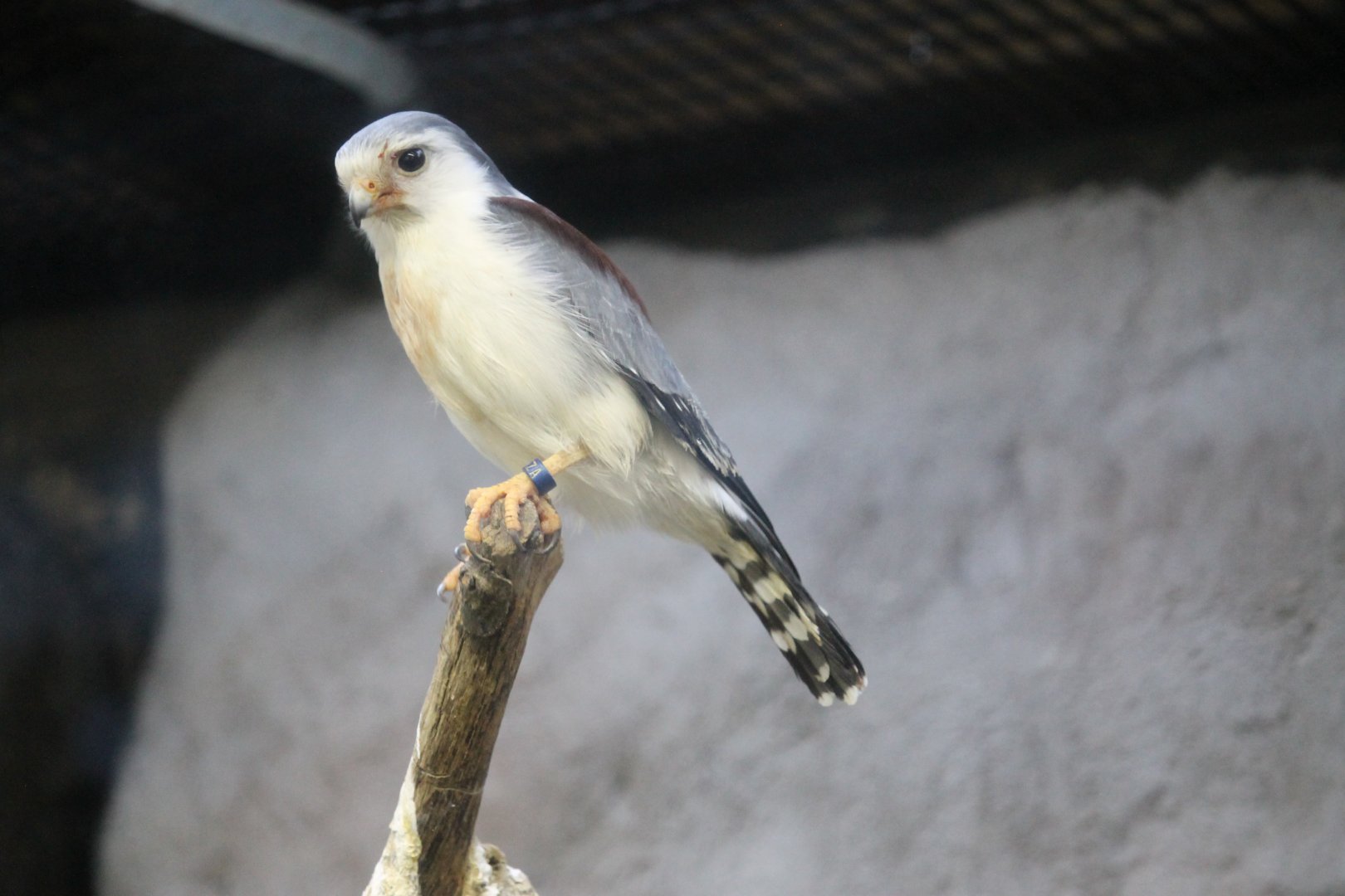 African Pygmy Falcon (Polihierax semitorquatus)