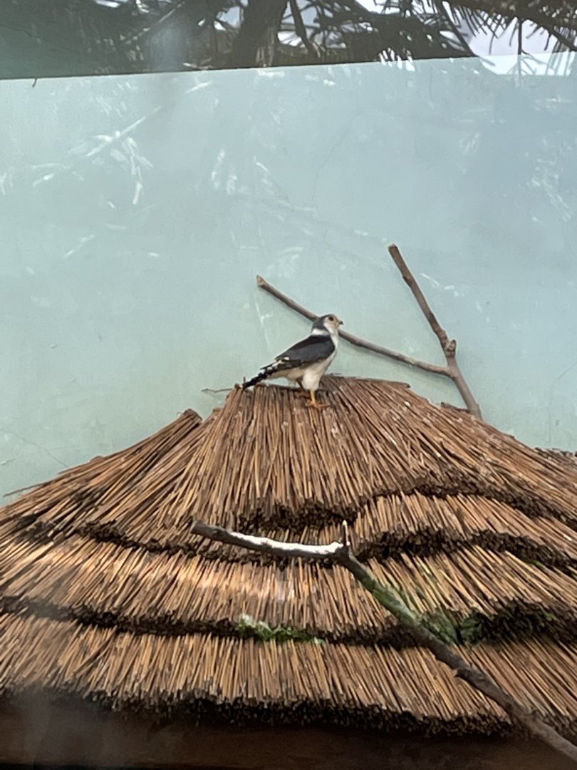 African pygmy falcon (Polihierax semitorquatus)