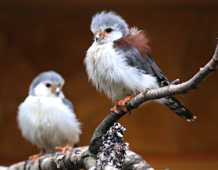African pygmy falcon (Polihierax semitorquatus)
