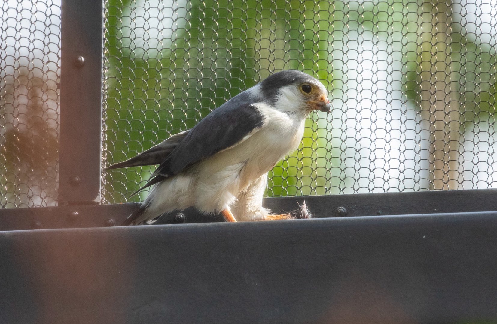 African Pygmy Falcon （Polihierax semitorquatus）