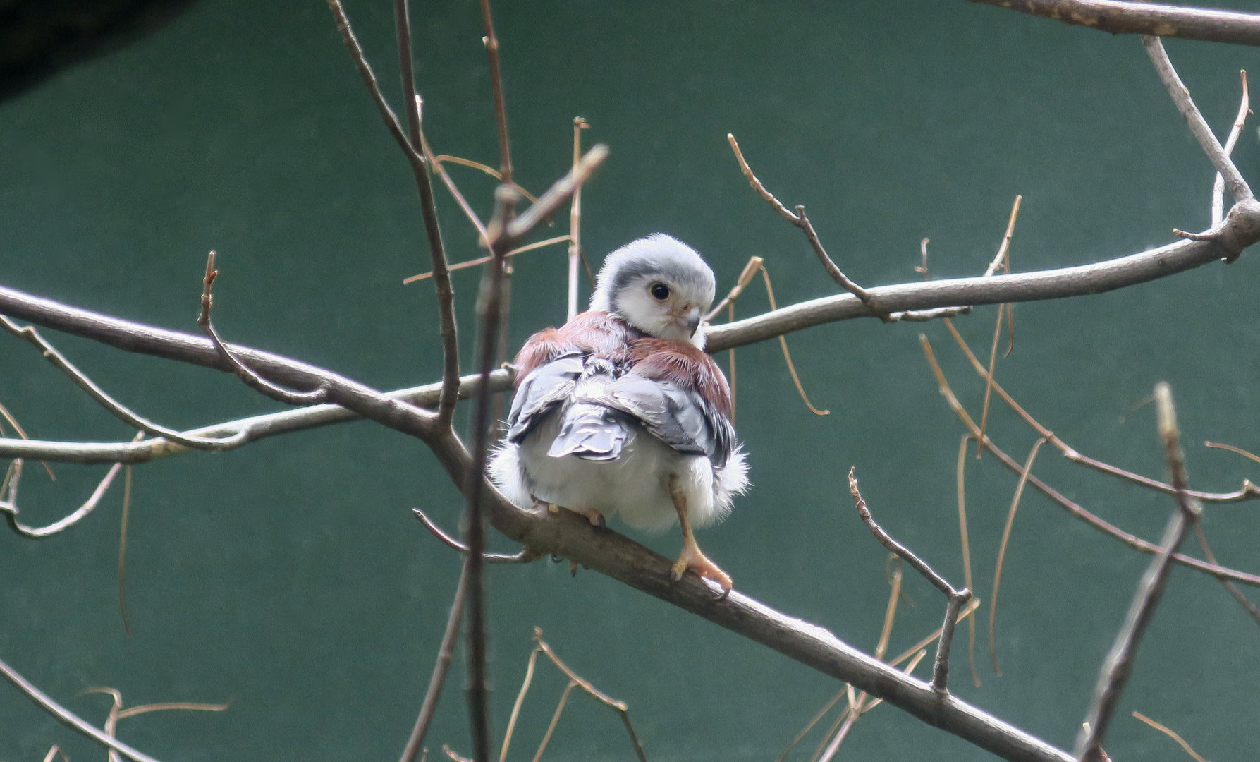 African Pygmy Falcon (Polihierax semitorquatus)