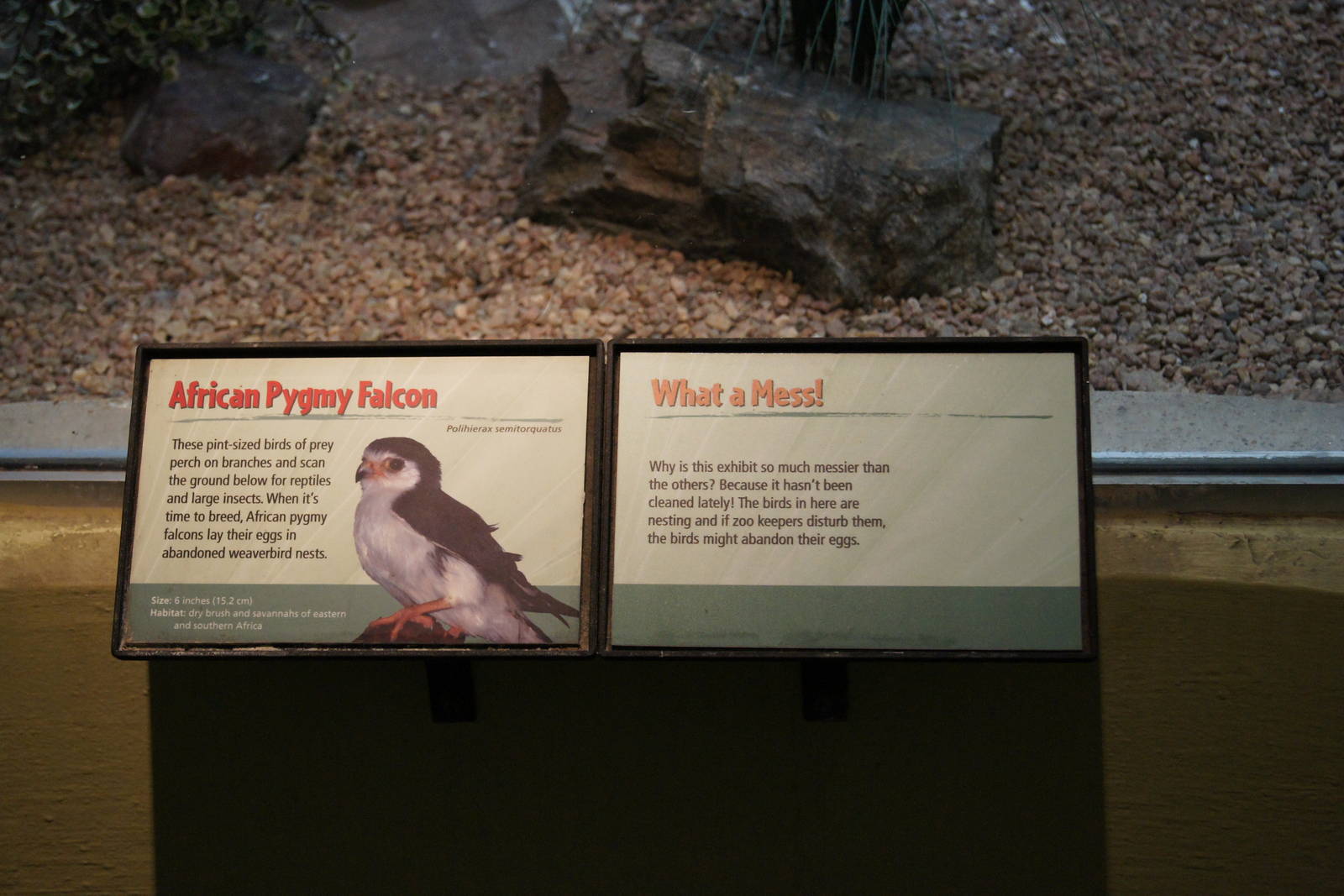 African Pygmy Falcon Sign