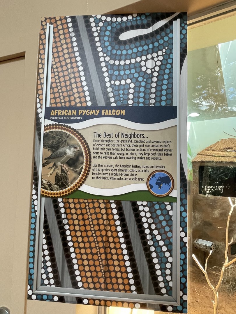 African pygmy falcon signage
