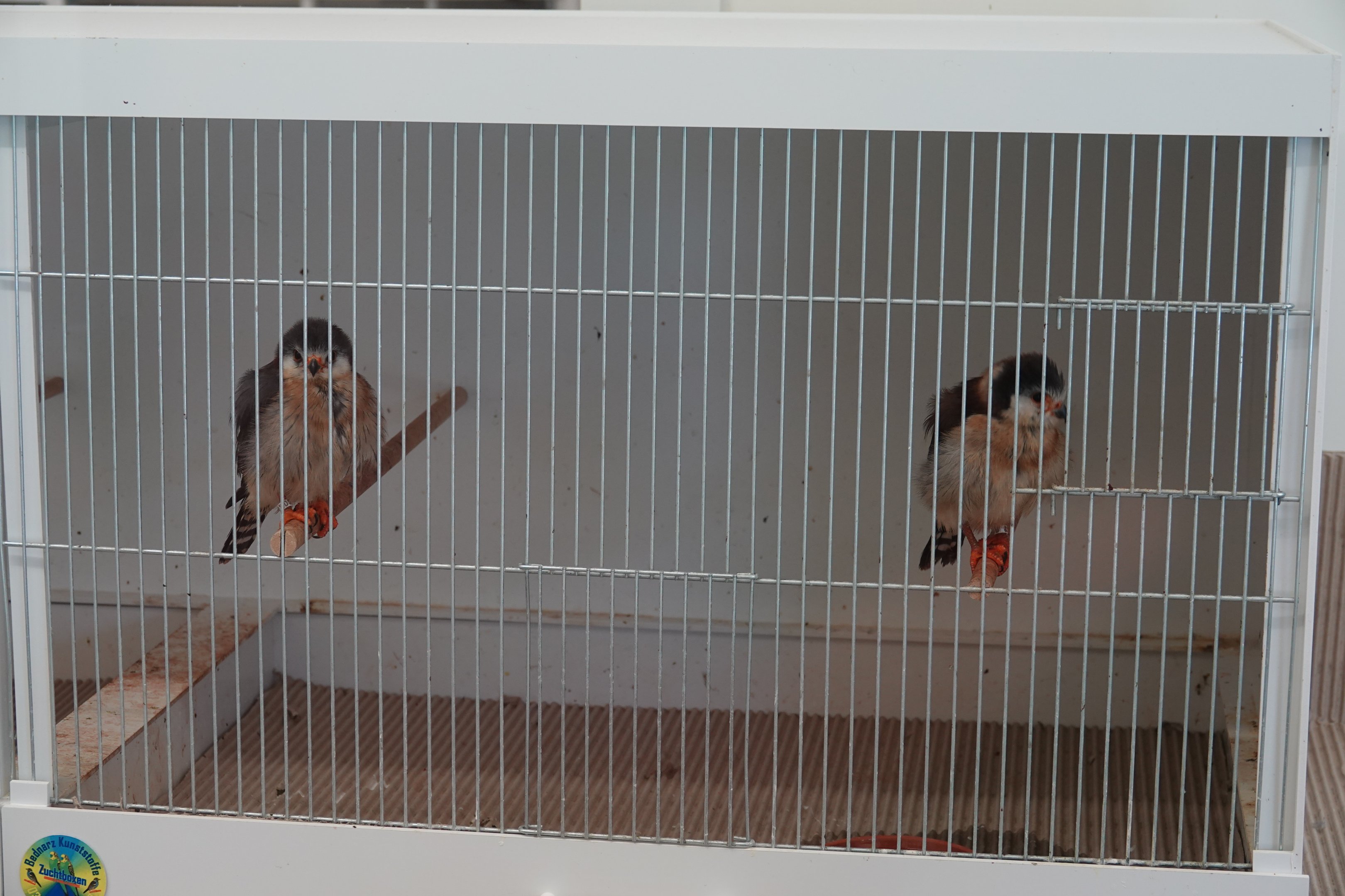 African pygmy-falcon youngsters
