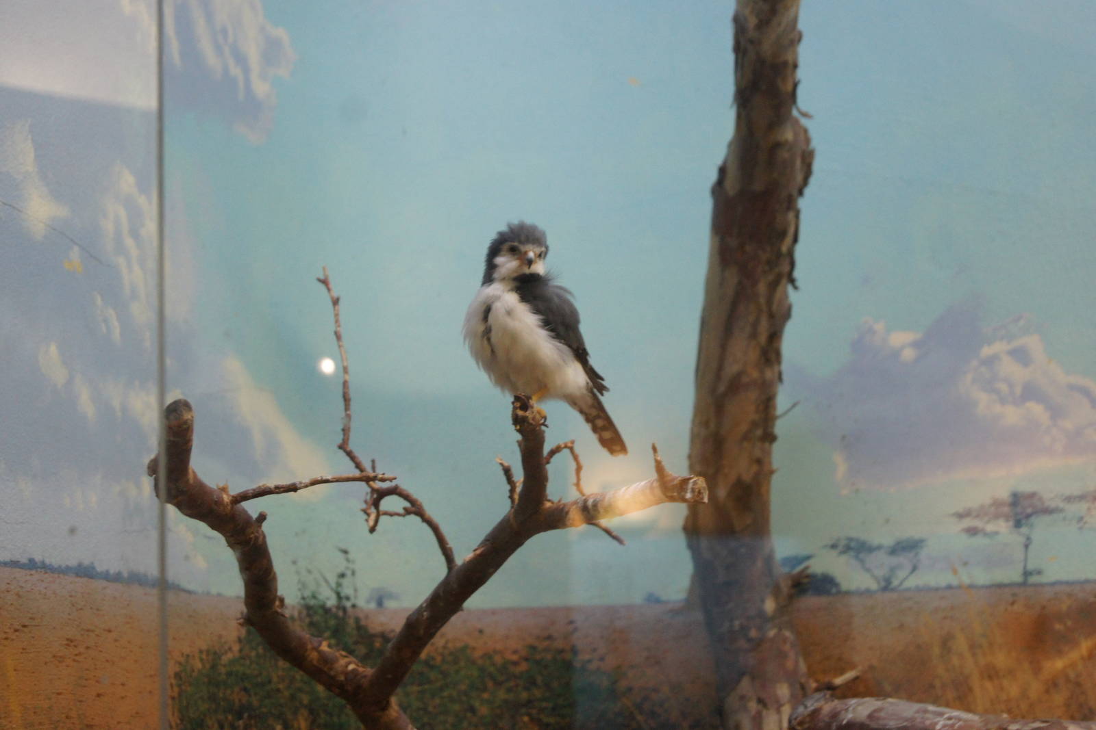 African Pygmy Falcon