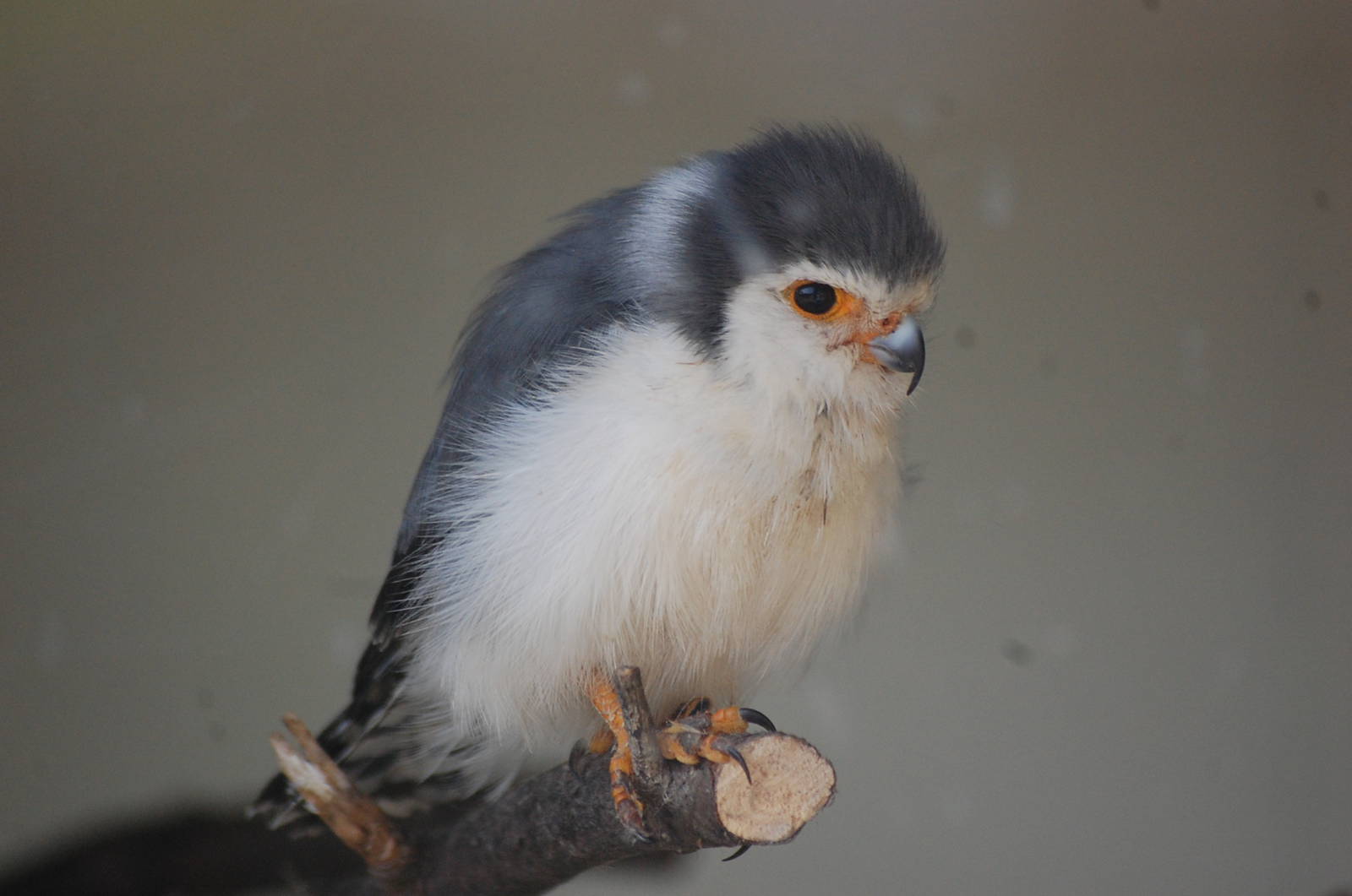 African pygmy-falcon