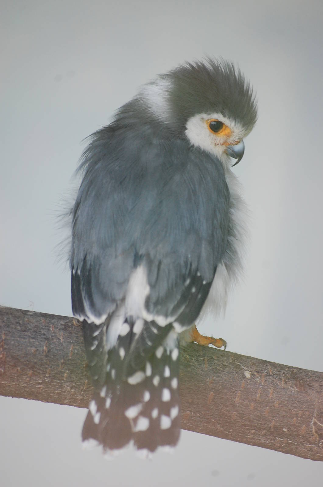 African pygmy-falcon