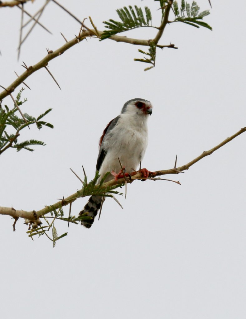 African Pygmy Falcon