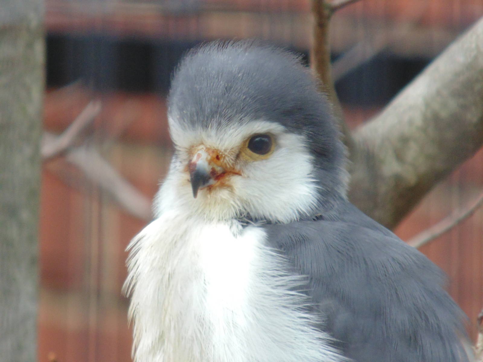 African Pygmy Falcon