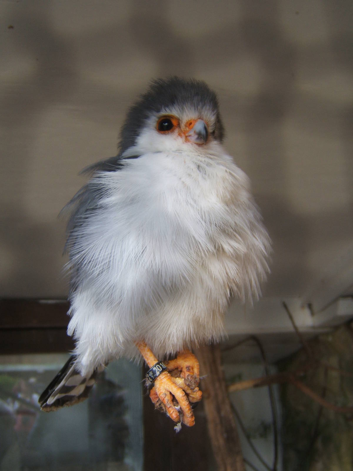 African Pygmy Falcon
