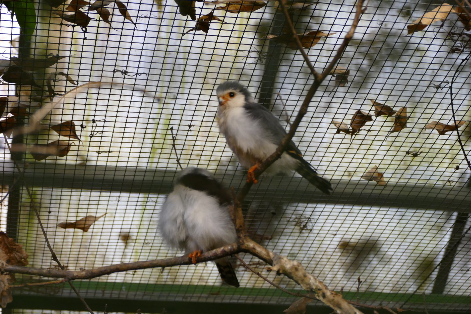 African pygmy-falcon