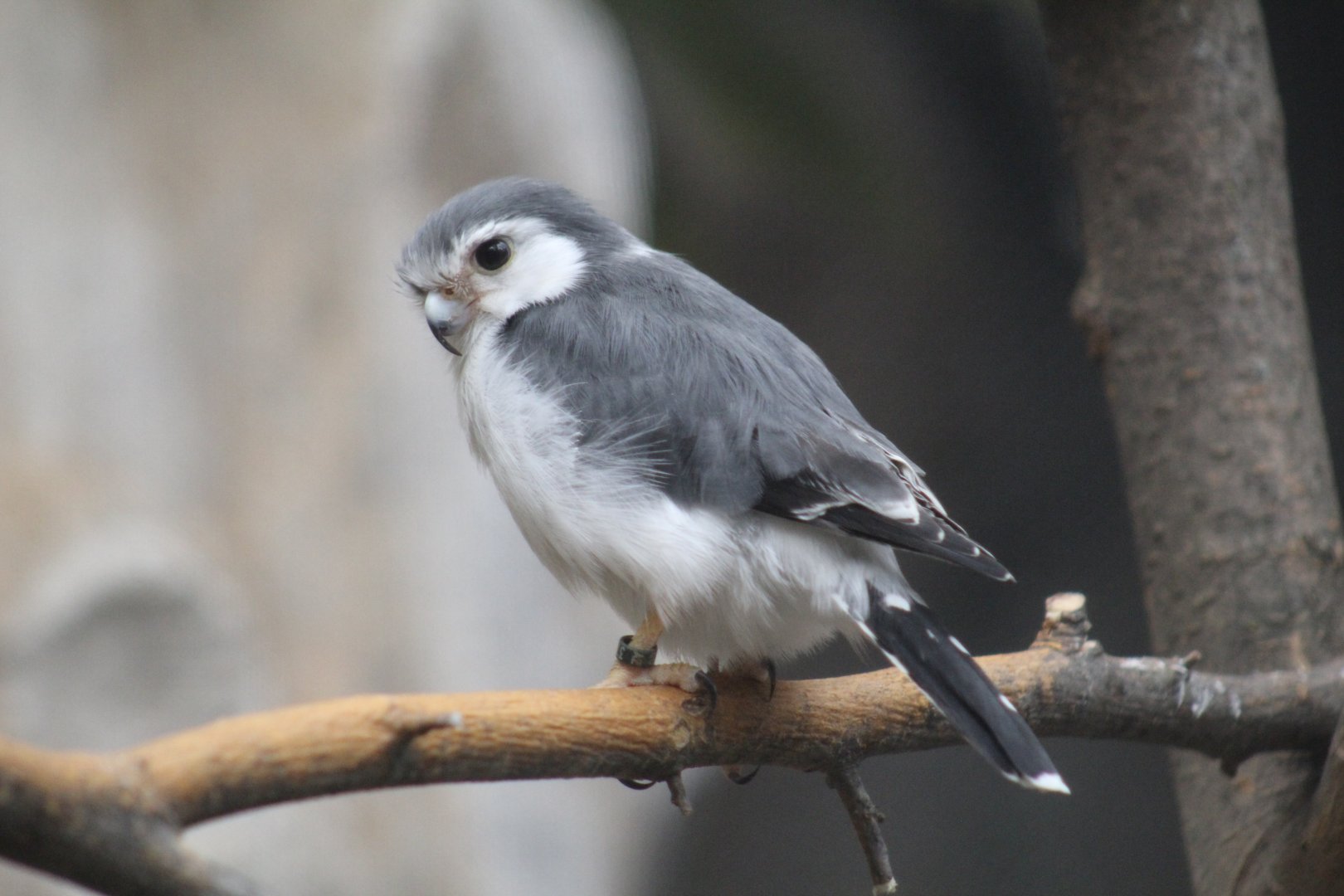 African Pygmy-Falcon