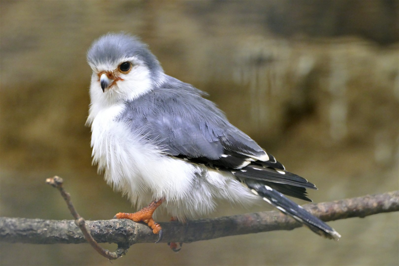 African pygmy-falcon