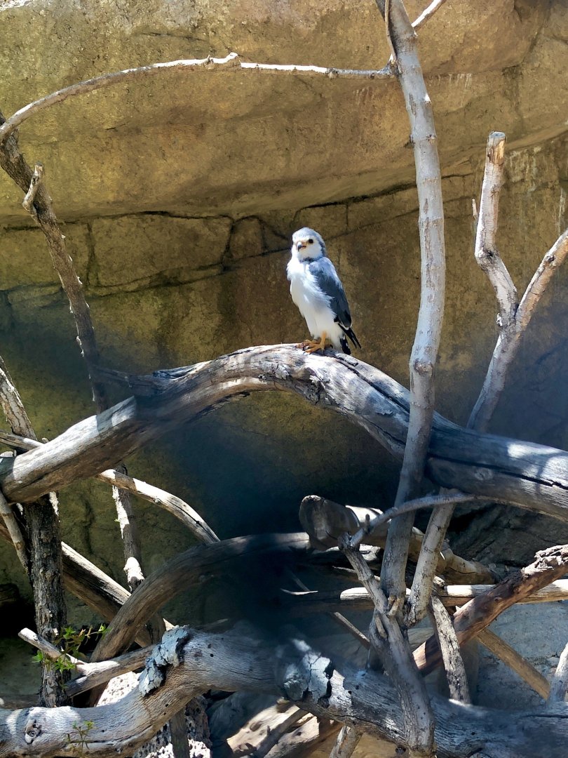 African Pygmy Falcon