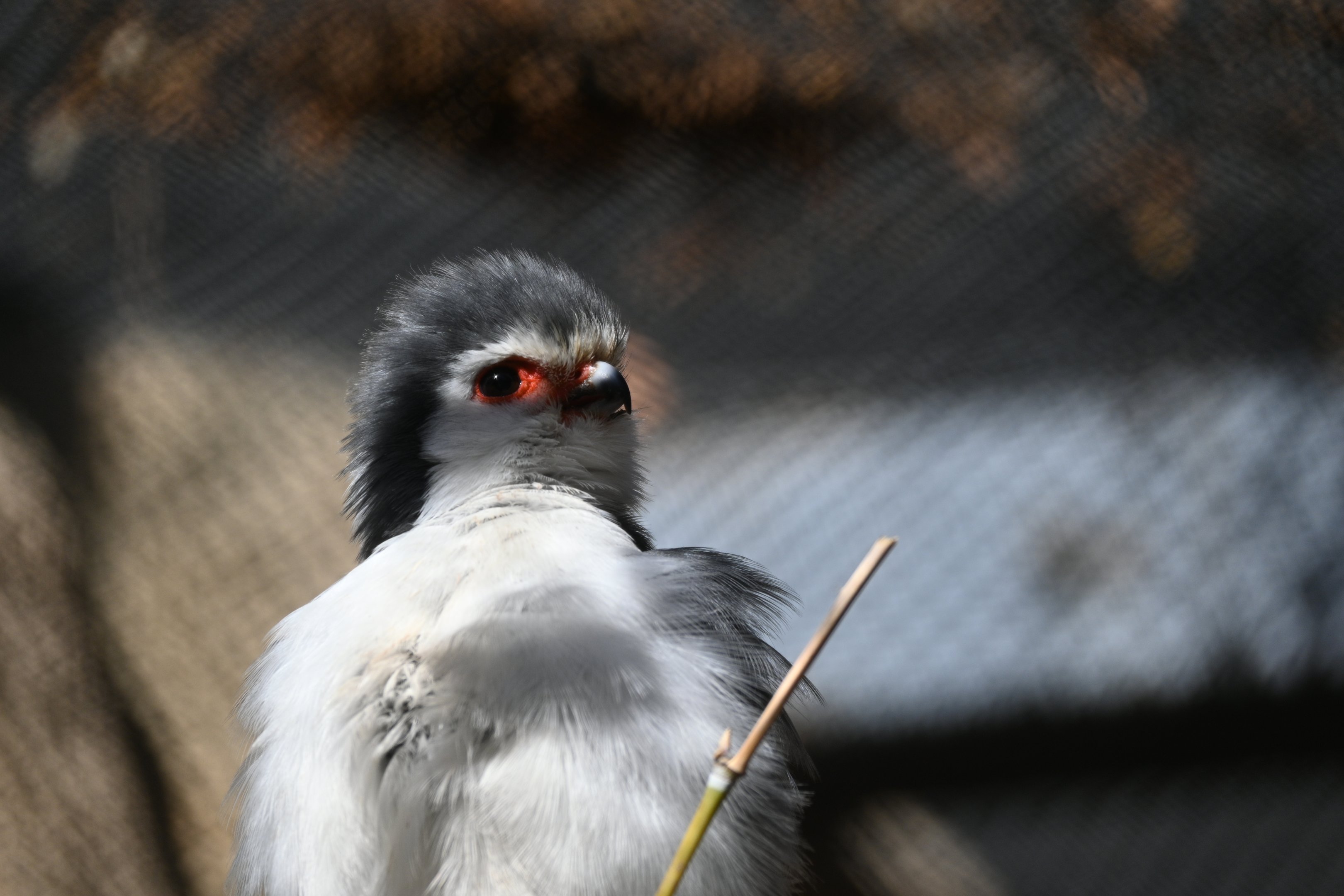African Pygmy Falcon