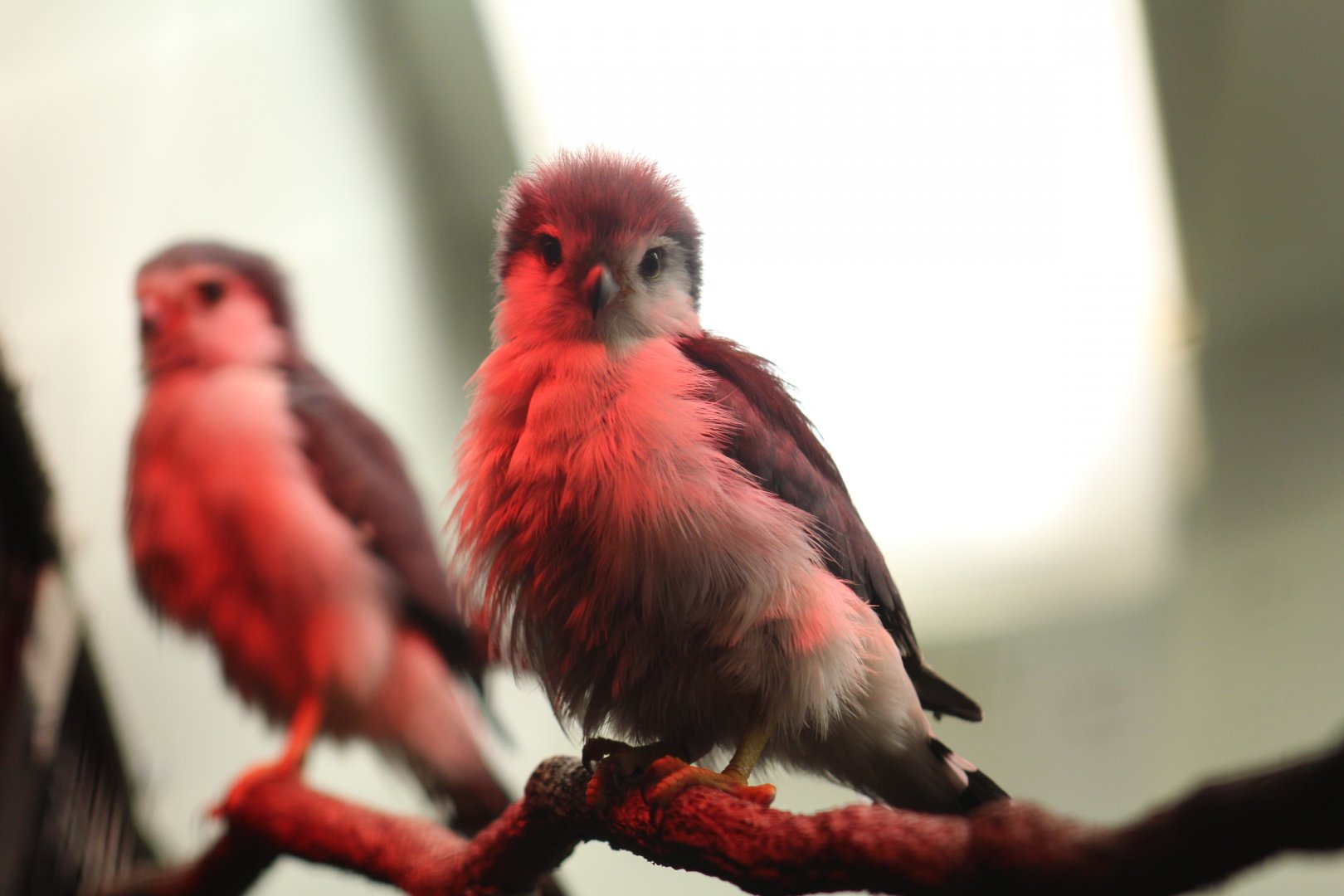 African Pygmy Falcon