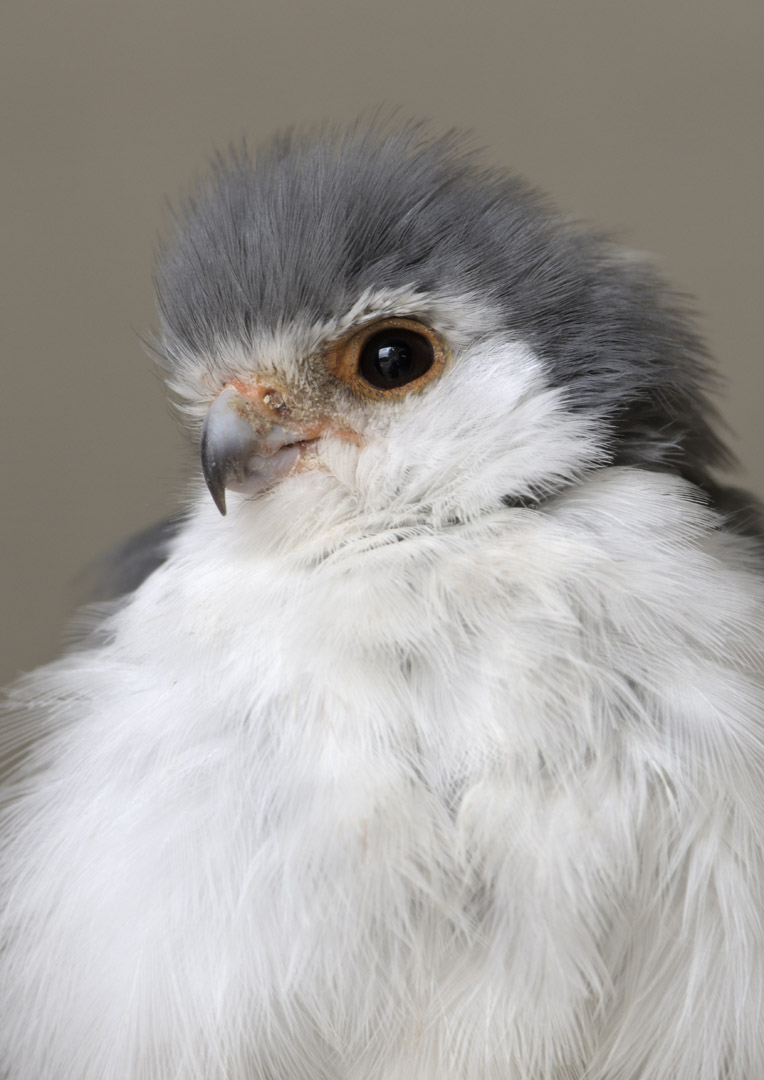 African pygmy falcon