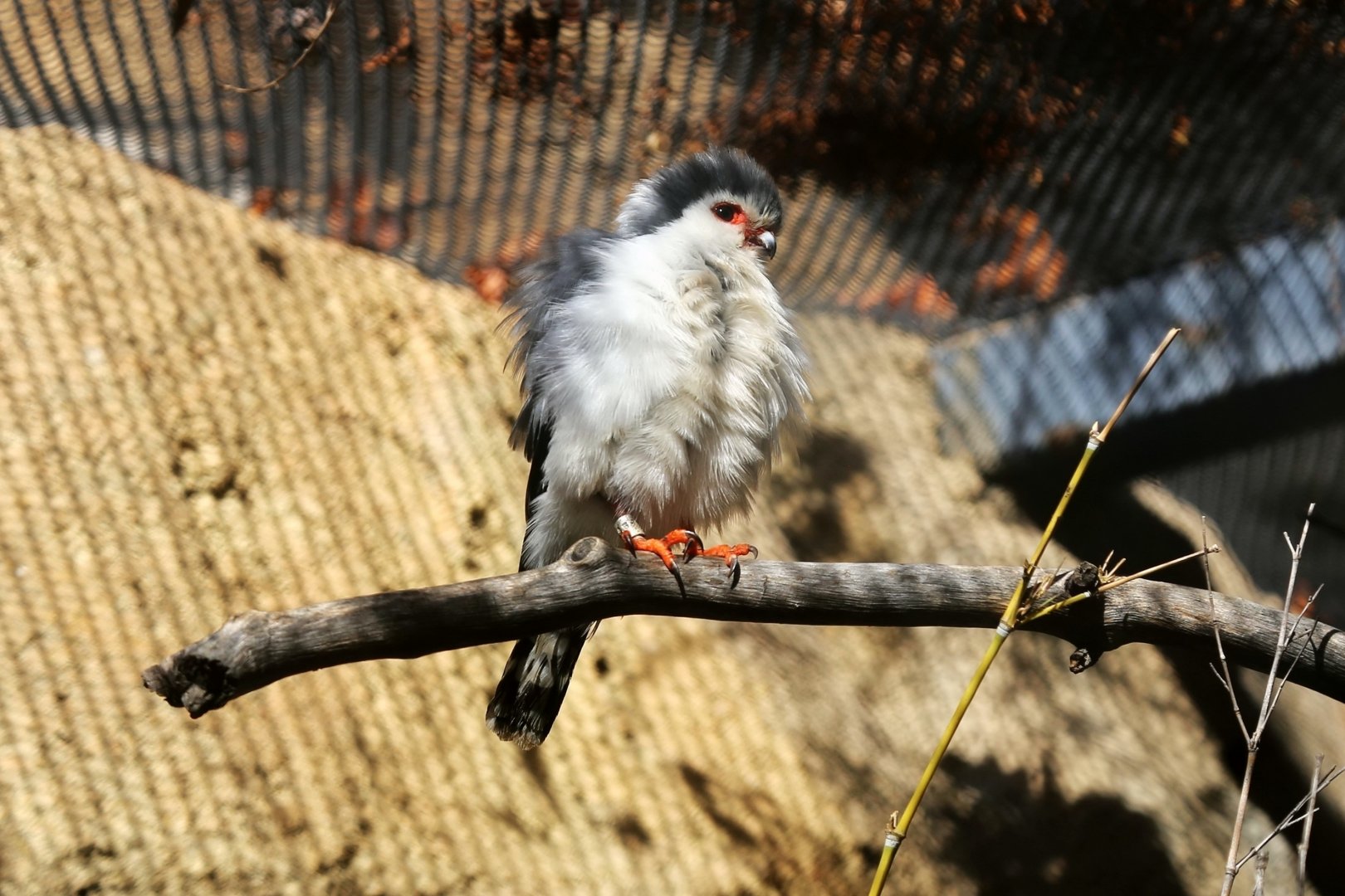 African Pygmy-falcon