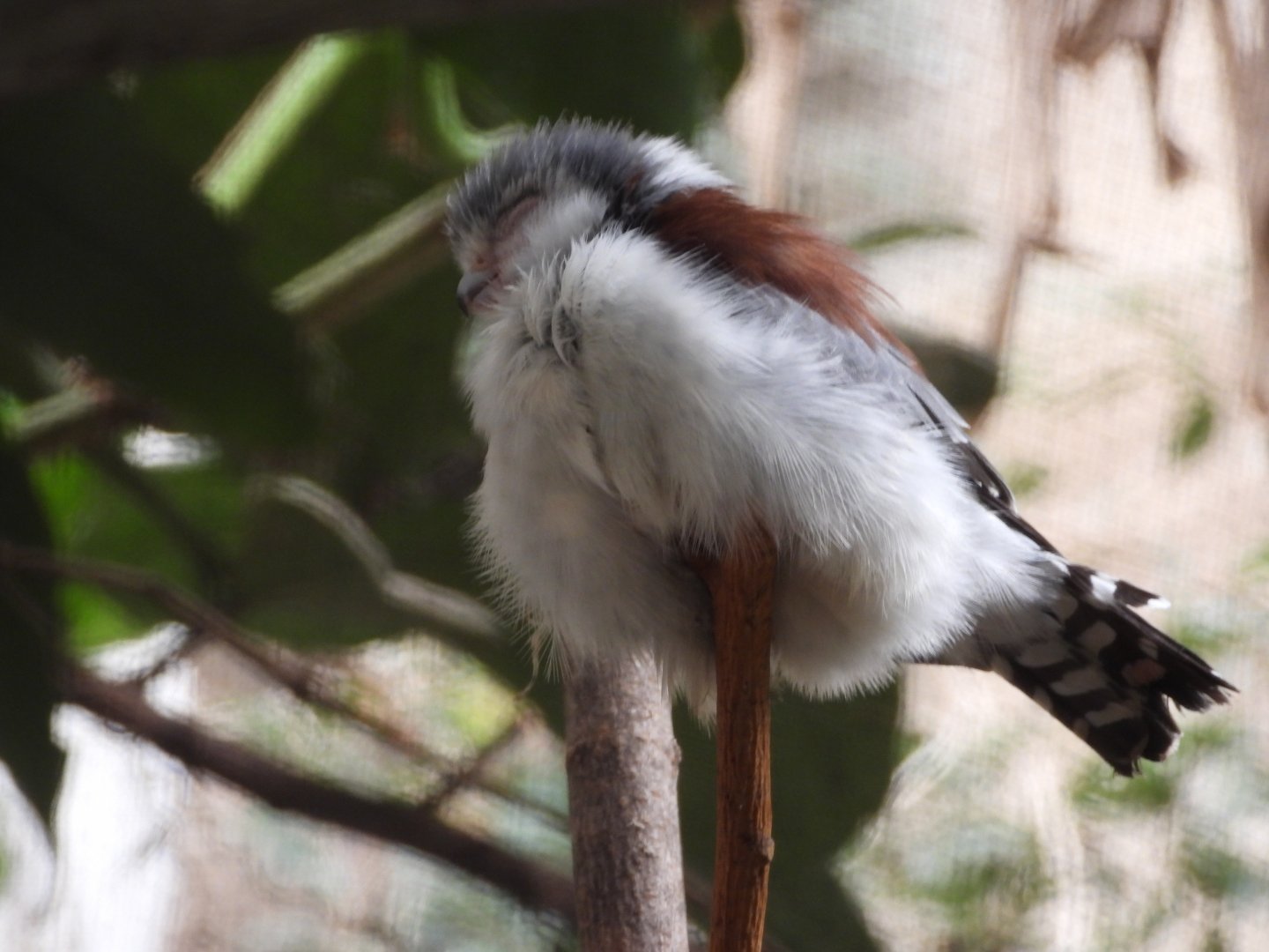 African pygmy-falcon